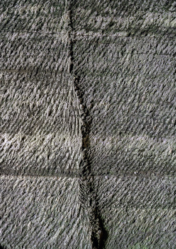 Spuren der Schroter ©Jürg Stauffer